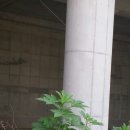 동천교 좌안 이미지