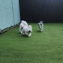 제주네 애견유치원 | 서귀포애견유치원 우리 반려견의 천국, 서귀포 놀멍자멍 후기