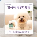 강아지피부영양제 찾는다면? 숑숑이도 잘 먹은 닥터스펫 스킨케어 후기