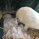 토깽이네 이미지