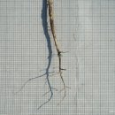 좀아마냉이 Camelina microcarpa Andrz. ex DC.(배추과 양구슬냉이속) 이미지