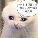 위니아서비스 익산점 | 휴대폰 케이스를 생활화 합시다(아이폰 15프로 후면 유리 깨짐 수리 후기)