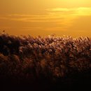 하늘공원 이미지