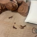 세온동물병원 이미지