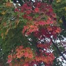 염치읍 은행나무길 이미지