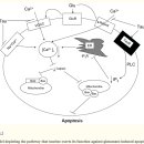 Re:Re:Re:Role of taurine in the central nervous system 이미지