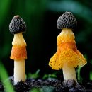 황금버섯 이미지