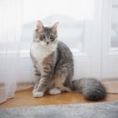 로얄도그앤캣메디컬센터 이미지