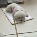 참조은펫 네이버블로그
