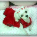 엄지 공주 이미지