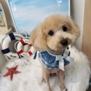 코코바리 이미지