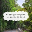 걷고 싶은 중구둘레길(제2코스) | 명동역부터 남산타워 태극당까지 서울 도심 강아지 산책 코스 후기