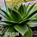 쿤타킨테 이미지