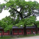 영천 약남리 회화나무 이미지