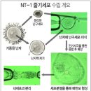 상온핵융합 기술이 일본에 천문학적으로 팔리기 전에 일어난 비극적인 사건이 바로 황우석 줄기세포사건이죠. 이미지