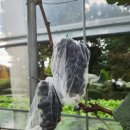 김준철농장 이미지