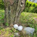 해바라기유치원 이미지