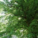 ma boo (마부) 이미지