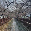 공단로가로수 이미지