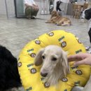 써니애견 이미지