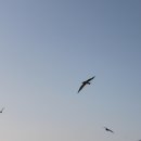 부산갈매기 이미지