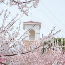 복음세차장 | 순천 홍매화 명소 순천복음교회 매화 개화시기 주차 정보