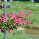 배롱나무길 이미지