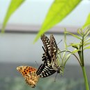 나비부화장 이미지