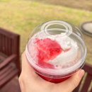 비전2로 공차 앞 | 공차 그릭데이 신메뉴 후기, 그릭요거티 피치크러쉬 펄크러쉬 맛 솔직리뷰