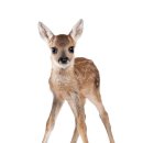 부산야생동물치료센터 이미지