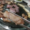 꽃돼지갈매기