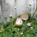 밀알의 집 Daum카페