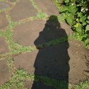 서문서로 | [서귀포 서귀동] Cafe 제주, 길