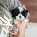 강아지고양이 미유펫 청주점 이미지