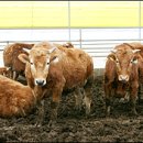 바이오가스 이미지