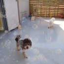 슬기로운멍생활 이미지