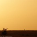 세렝게티 이미지