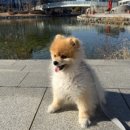 개목간 | 청라 개목간 셀프애견목욕 내돈내산 후기