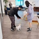 반려켄넬 | 강아지 켄넬 훈련 직접 배워본 후기, 필수인 강아지 행동교정