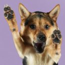 기붐 | [최태포토] 밑독 강아지 사진 후기