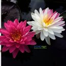 자카퐁 하디 수련(Jakkaphong Hardy Water Lily) 이미지