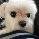 코델리아 이미지