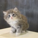 언제나고양이 이미지