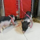 황금돼지 이미지