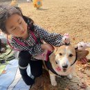 토니헬스케어 | 강아지 사료추천 토니안사료로 유명한 더마독 리얼 배송후기
