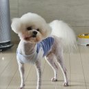 고로고로펫 이미지