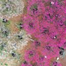 김동환농장 | 반짝반짝 기장매화원 운영기간 입장료 주차 개방일