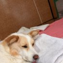 빅독 | 유기견보호소 빅독포레스트 다섯번째 봉사활동 후기 모음