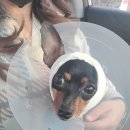 손진규동물병원 | ♥경주 즐거운동물병원♥수술후기/ 경주 강아지이개혈종/미니핀외이염