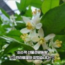 쇠소깍향기가득